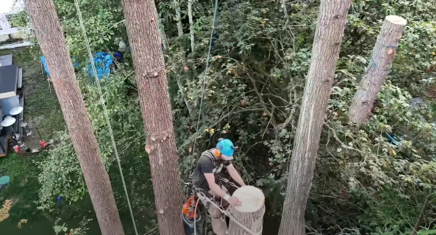 Professional arborist providing expert tree care advice and services Certified arborist working high in tree canopy performing professional tree care