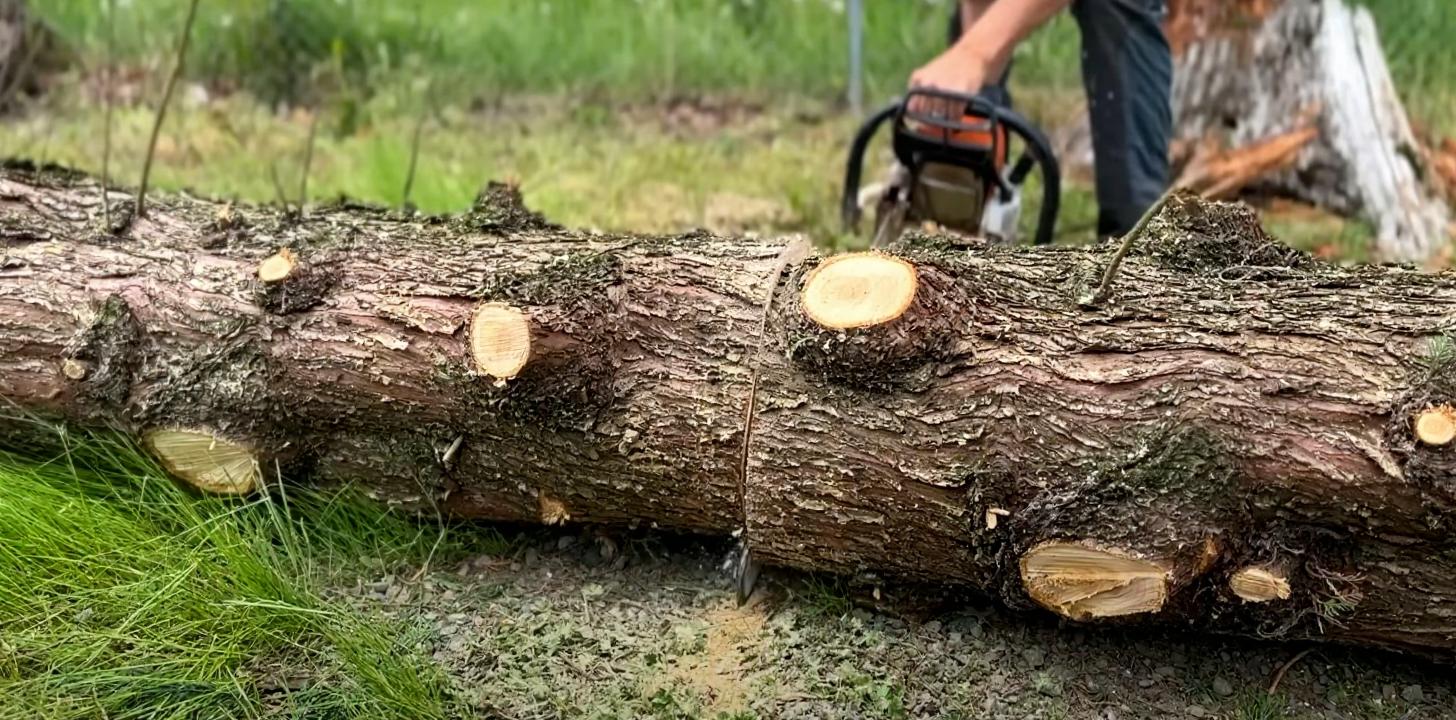 Professional stump grinding and removal services in Federal Way Professional stump grinding showing cut tree logs ready for removal