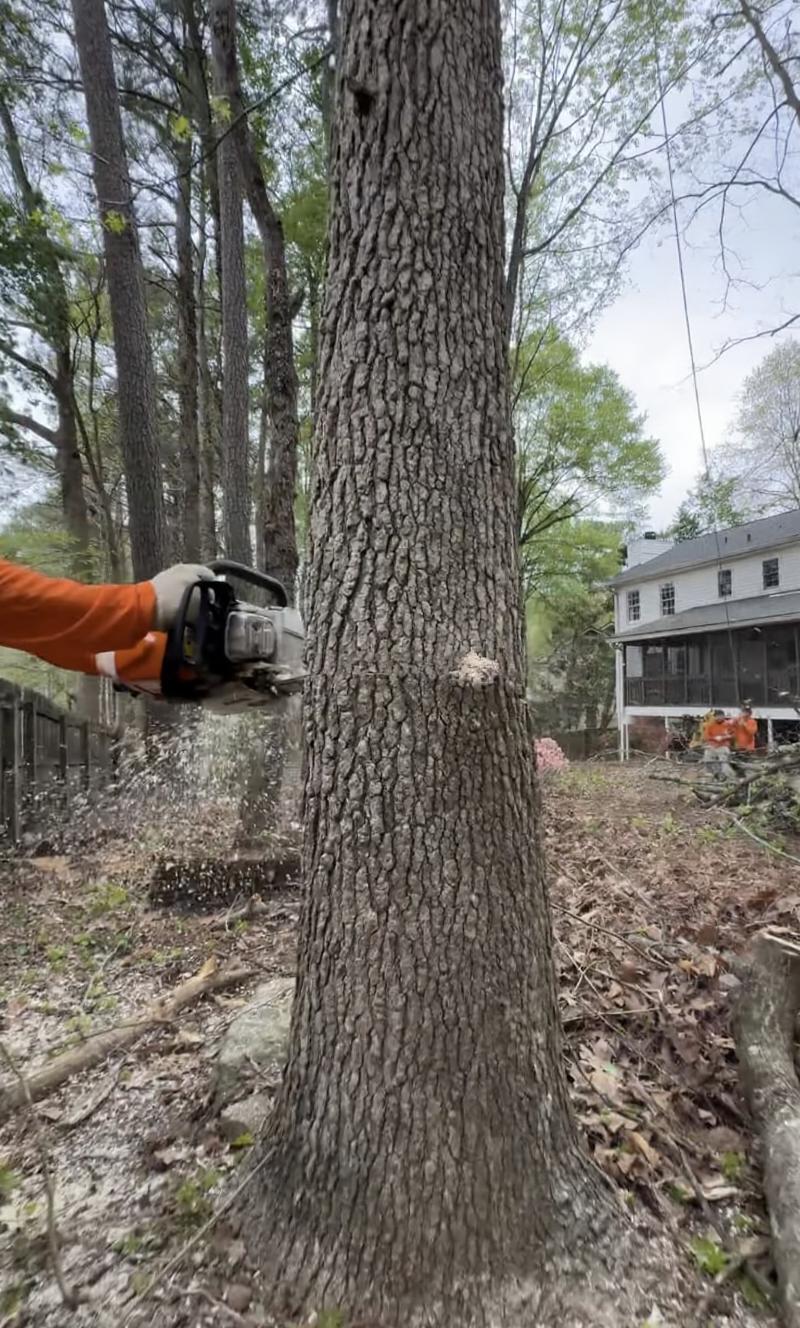 Expert Tree Removal Services - Federal Way Tree Services Professional tree removal using chainsaw on large oak tree in residential area