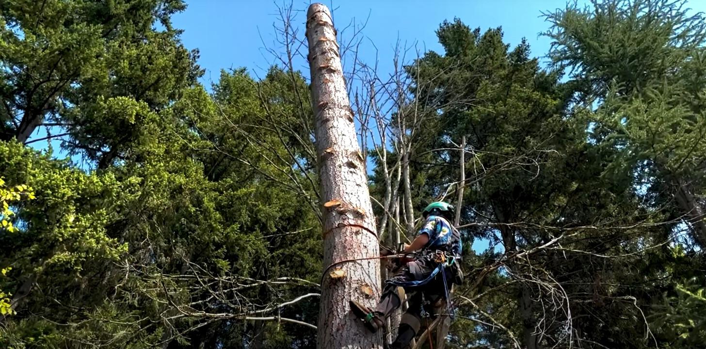 Certified Arborist Tree Care Services in Federal Way Certified arborist performing high tree work with safety equipment