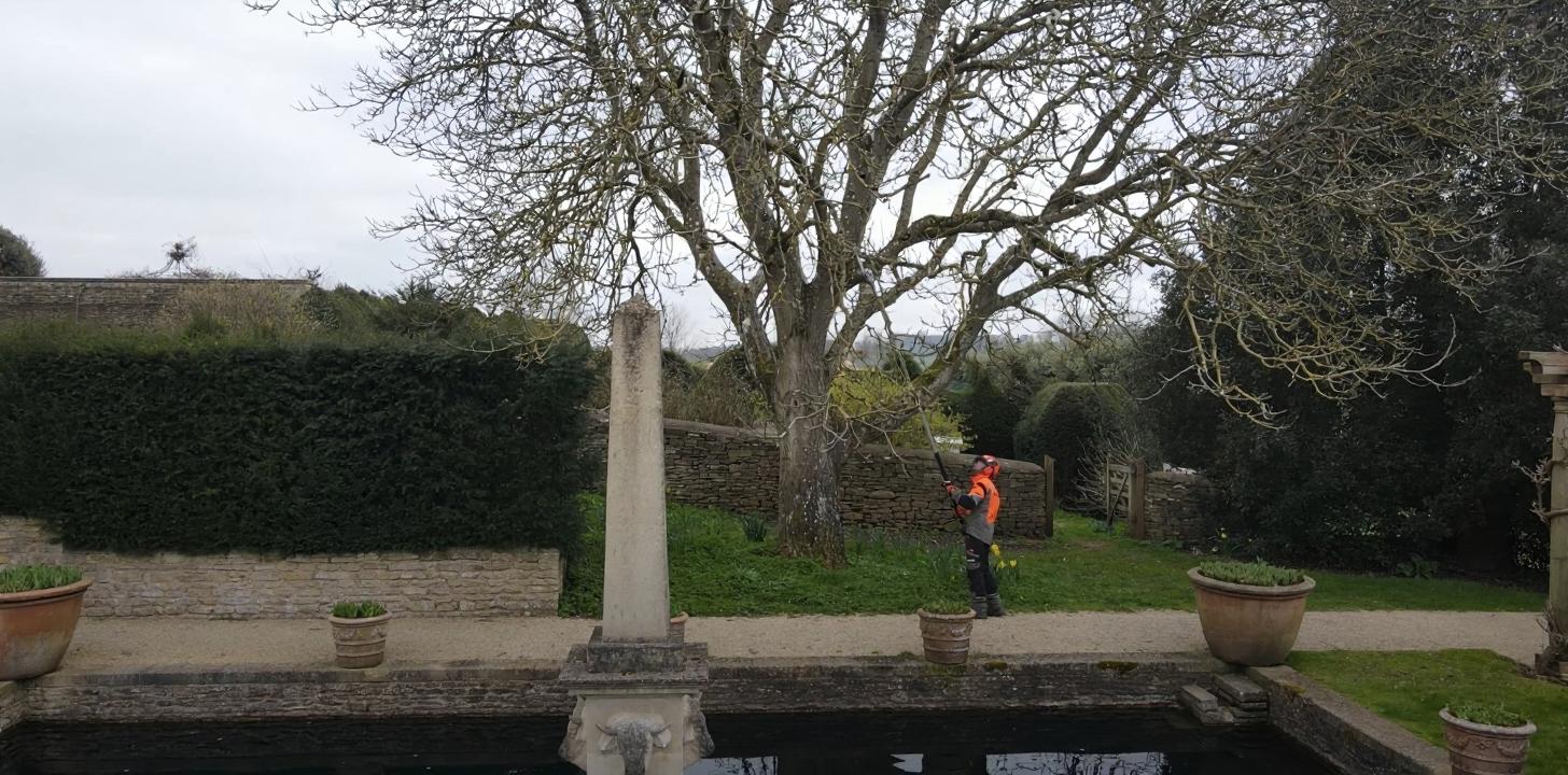 Residential Tree Maintenance and Care Services Professional tree maintenance work in residential garden setting