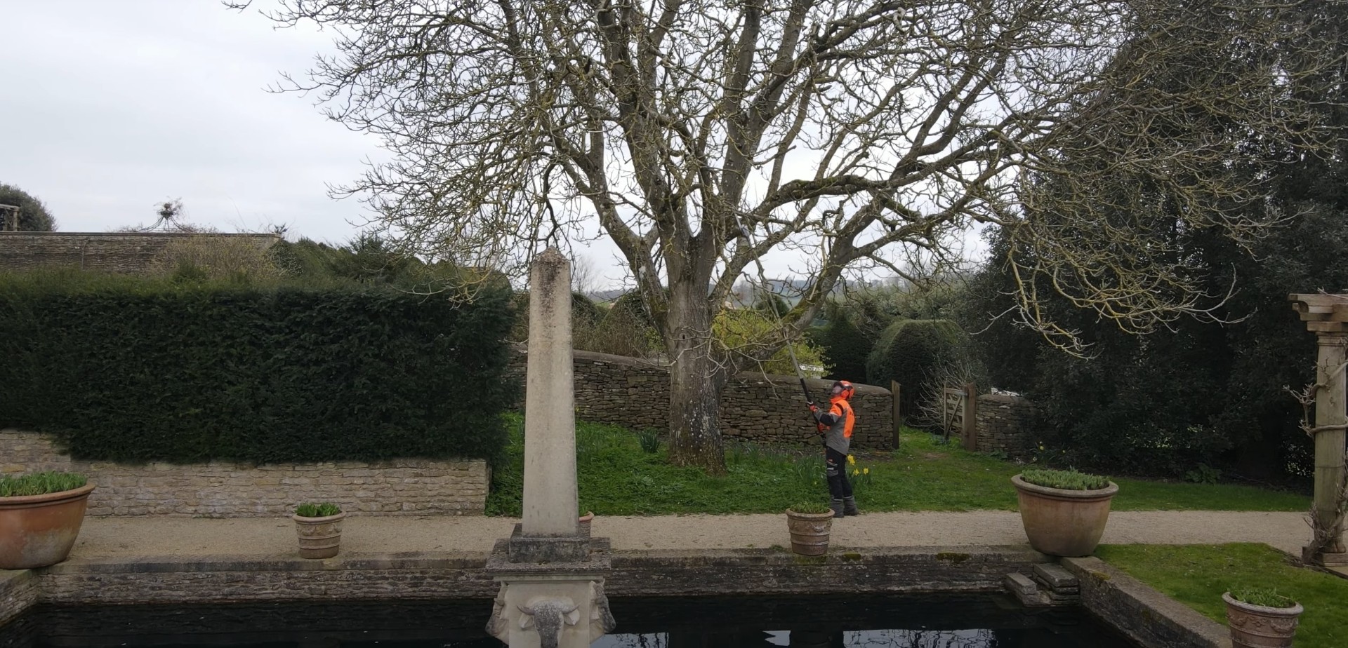 Residential Tree Maintenance and Care Services Professional tree maintenance work in residential garden setting