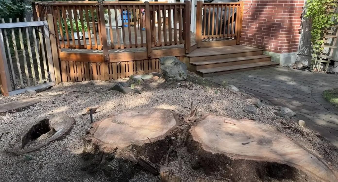 Complete Tree Removal and Stump Grinding Services Large tree stumps after professional tree removal in residential yard