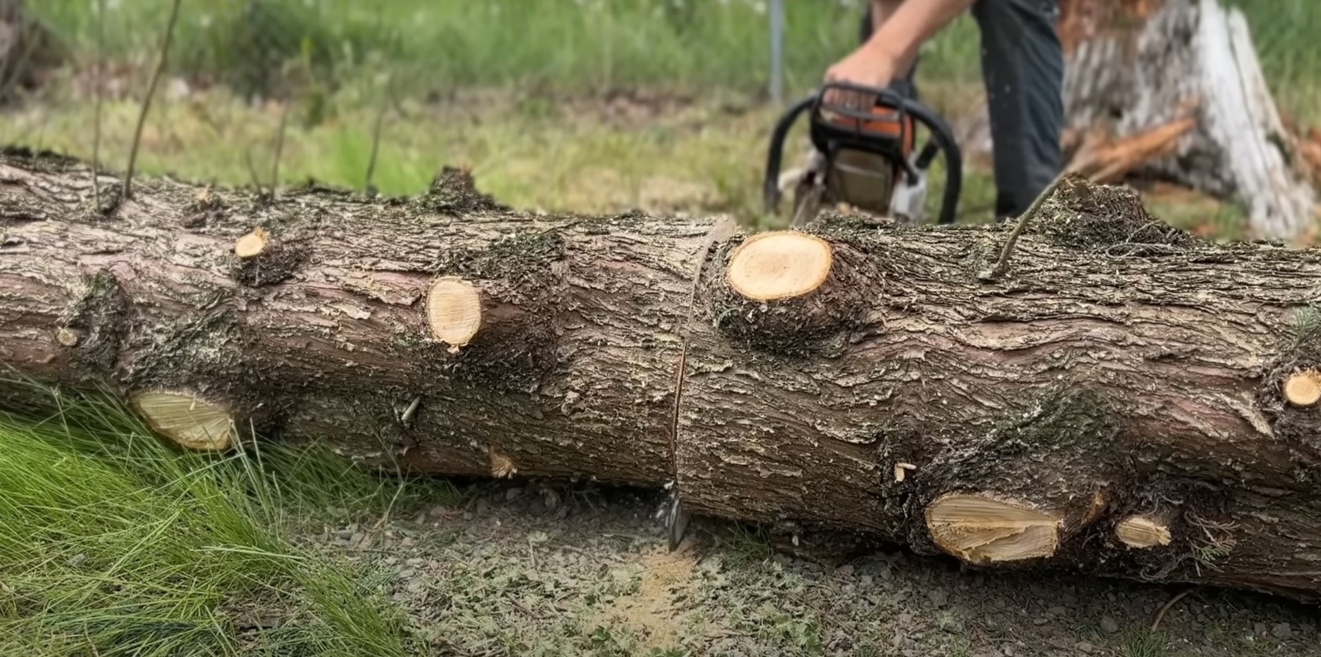 Professional Tree Cutting and Log Removal Services Cut tree logs ready for removal showing professional tree service work